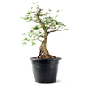 Pré-bonsai Acer Tridente 15 Anos - 4