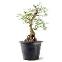 Ver imagem 2 de Pré-bonsai Acer Tridente 15 Anos