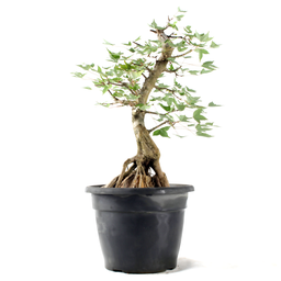Pré-bonsai Acer Tridente 15 Anos - 2