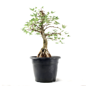 Pré-bonsai Acer Tridente 15 Anos