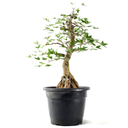 Ver imagem 3 de Pré-bonsai Acer Tridente 15 Anos