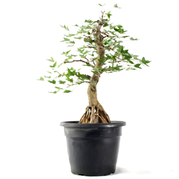 Pré-bonsai Acer Tridente 15 Anos - 3