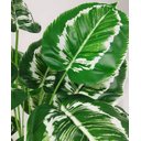 Ver imagem 4 de Planta Artificial para Sala Árvore Folhagem Aglaonema 78cm