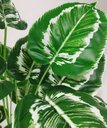 Ver imagem 4 de Planta Artificial para Sala Árvore Folhagem Aglaonema 78cm