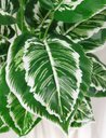 Ver imagem 2 de Planta Artificial para Sala Árvore Folhagem Aglaonema 78cm