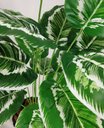 Ver imagem 3 de Planta Artificial para Sala Árvore Folhagem Aglaonema 78cm