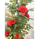 Ver imagem 4 de Planta Artificial Roseira Chilena Vermelha 1,30 Metros de Altura