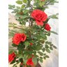 Planta Artificial Roseira Chilena Vermelha 1,30 Metros de Altura - 4