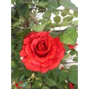 Ver imagem 3 de Planta Artificial Roseira Chilena Vermelha 1,30 Metros de Altura