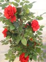 Ver imagem 2 de Planta Artificial Roseira Chilena Vermelha 1,30 Metros de Altura