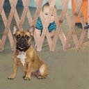 Ver imagem 5 de Portao Grade Retratil Bambu Pet Cao Gato Bebe Criança Cachorro Ajustavel Sanfonada Treliça Cercado C