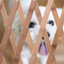 Ver imagem 6 de Portao Grade Retratil Bambu Pet Cao Gato Bebe Criança Cachorro Ajustavel Sanfonada Treliça Cercado C