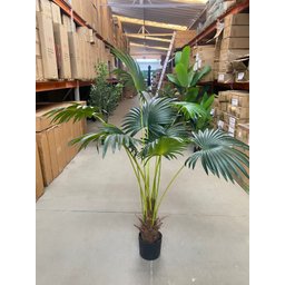 Planta Artificial Árvore Palmeira Leque Grande com 170cm - 2