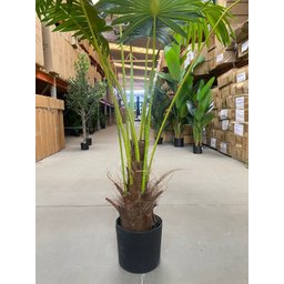 Planta Artificial Árvore Palmeira Leque Grande com 170cm - 4