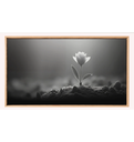 Ver imagem 2 de Quadro Decorativo N°182 115x70cm - Panorâmico Botânico - Flor Solitária na Luz Preto e Branco - Roll