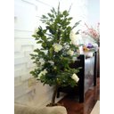 Ver imagem 1 de Planta Artificial ROSEIRA CHILENA BRANCA 1,30 metros de altura