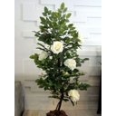 Ver imagem 2 de Planta Artificial ROSEIRA CHILENA BRANCA 1,30 metros de altura