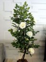 Ver imagem 2 de Planta Artificial ROSEIRA CHILENA BRANCA 1,30 metros de altura