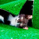 Ver imagem 4 de Grama Sintetica Soft Pet 10mm (2x2m) 4m2 - Verde