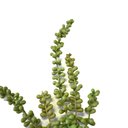 Ver imagem 2 de Pendente Suculenta Artificial Rosário 35cm | Jardim Vertical Formosinha