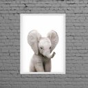 Ver imagem 1 de Quadro Decorativo Bebê Elefantinho 33x24cm - com vidro:Madeira preta