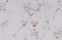 Ver imagem 2 de Papel de Parede Floral Metalizado - Pp403-1 Rolo de 5m2