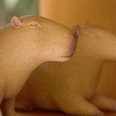 Ver imagem 4 de Escultura Decorativa Capivara em Poliresina 14,5cm 22822 Mart