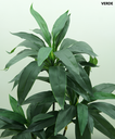 Ver imagem 2 de Planta Dracena Lyrata Artificial P/decoração de Casa Permanente Toque Real