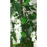 Planta Artificial Árvore WISTÉRIA BRANCA 1,60 metros de altura - 3