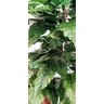 Planta Artificial Árvore ALOCASIA 1,60 metros de altura - 3