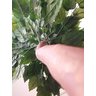 Planta Artificial Árvore ALOCASIA 1,60 metros de altura - 2