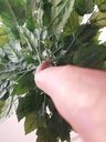 Ver imagem 2 de Planta Artificial Árvore ALOCASIA 1,60 metros de altura