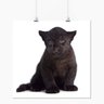 Pôster - Animais Pantera Negra Filhote - 40x40cm - 1