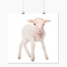 Pôster - Animais Carneiro Filhote - 30x30cm - 1