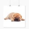 Pôster - Animais Cachorro Shar-Pei Filhote - 30x30cm - 1