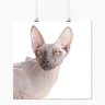 Pôster - Animais Gato Pelado - 40x40cm - 1