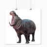 Pôster - Animais Hipopótamo - 30x30cm - 1