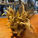 Ver imagem 3 de Arranjo Grande Centro de Mesa Folhas Secas Artificial Vaso Incolor Decore Fácil Shop
