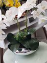Ver imagem 4 de Arranjo Flor Orquídeas Artificiais Branca No Vaso Montado
