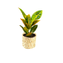 Cachepô Flor Taboa Organizador Fibra Natural Decorativo:grande 27x28 - 3