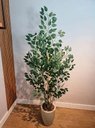 Ver imagem 2 de Planta Árvore Artificial Bambu Real Toque 1,6m