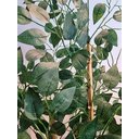 Ver imagem 4 de Planta Árvore Artificial Bambu Real Toque 1,6m