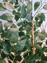 Ver imagem 4 de Planta Árvore Artificial Bambu Real Toque 1,6m