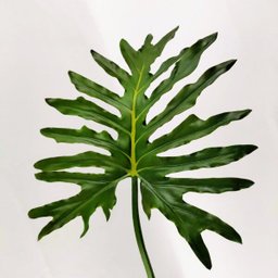 Folhagem Guaimbe Planta Artificial Permanente 85x39cm G - 6