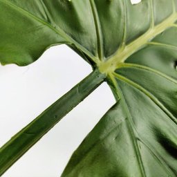 Folhagem Guaimbe Planta Artificial Permanente 85x39cm G - 3