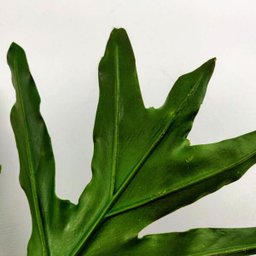 Folhagem Guaimbe Planta Artificial Permanente 85x39cm G - 5