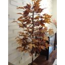 Ver imagem 1 de Planta Artificial Árvore Folha Canadense Outono 1,60 Metros de Altura