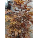 Ver imagem 4 de Planta Artificial Árvore Folha Canadense Outono 1,60 Metros de Altura