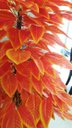 Ver imagem 3 de Planta Artificial Árvore CROTON SUNSHINE 1,60 metros de altura