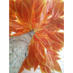 Planta Artificial Árvore CROTON SUNSHINE 1,60 metros de altura - 2